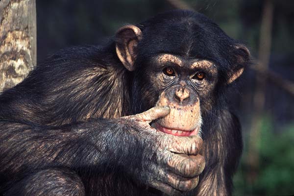 Pan troglodytes